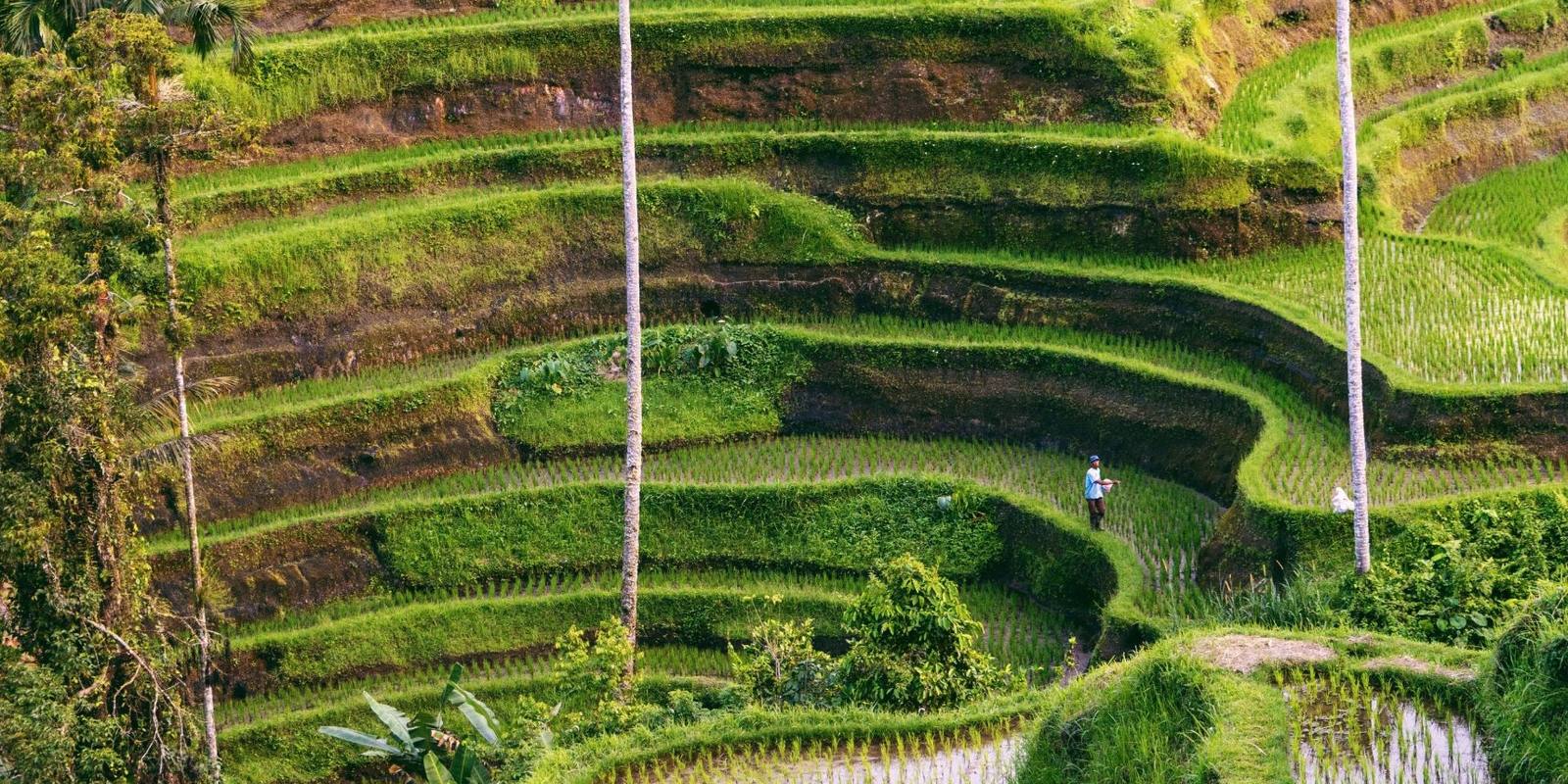 Rice terraces and palm trees in Bali